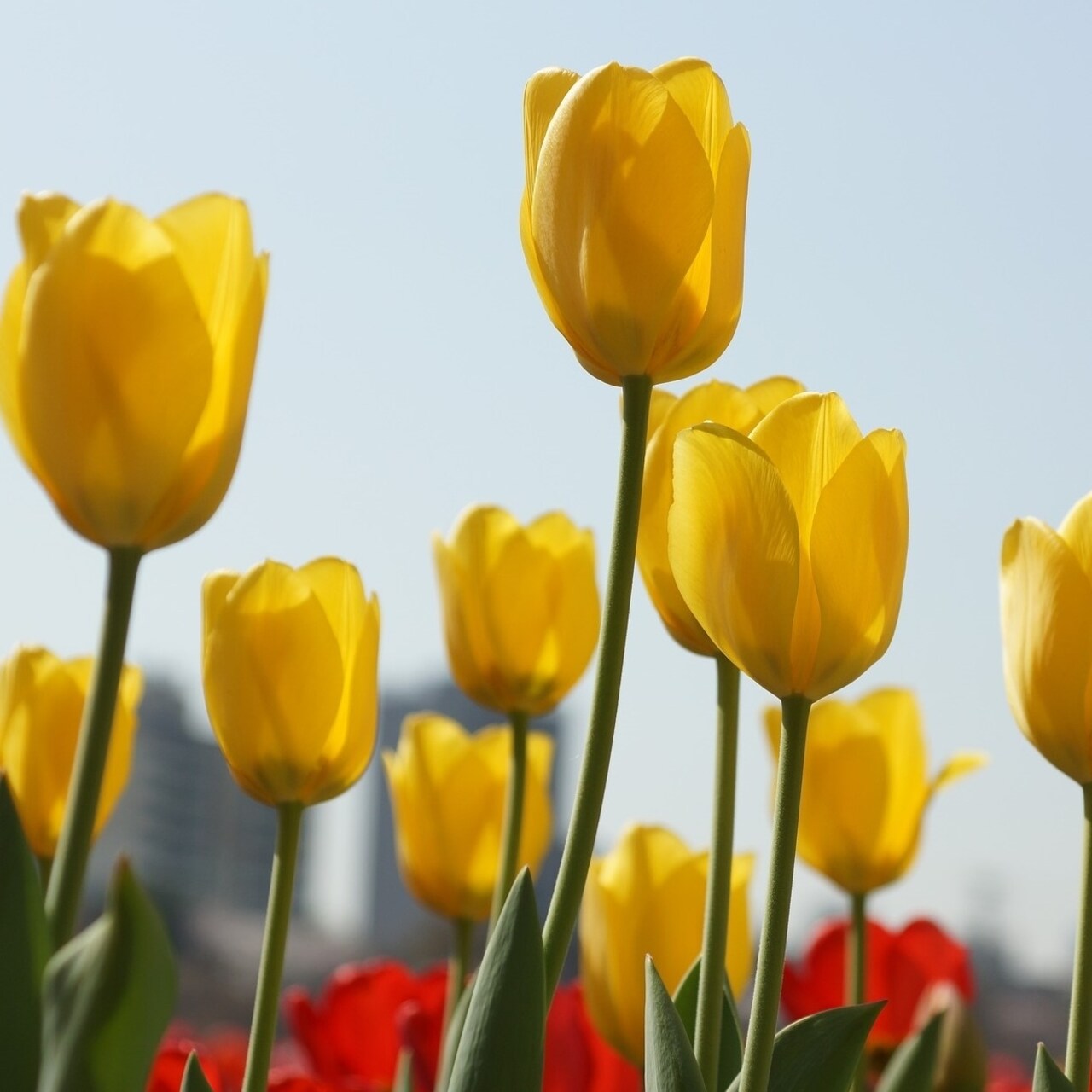 Giant Golden Yellow Or Colossal White Tulip Flowers - 6 Bulbs - Spring Garden Blooms - Attracts Butterflies Bees And